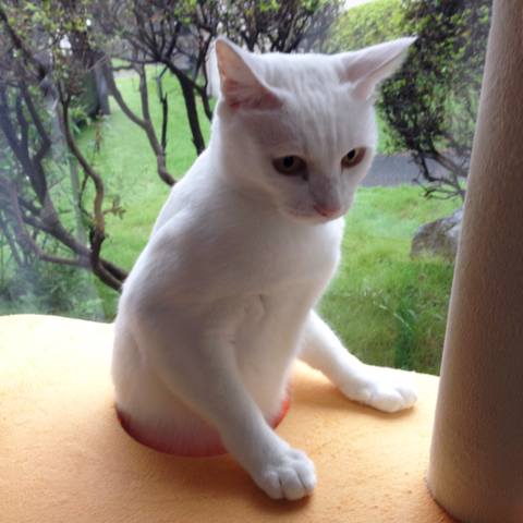 White