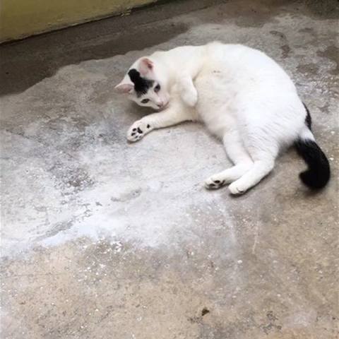 White