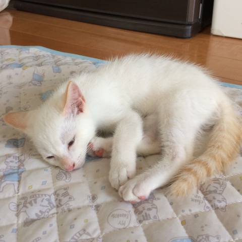 White
