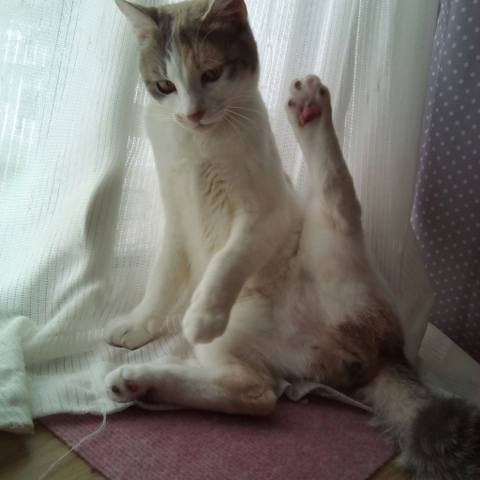 White