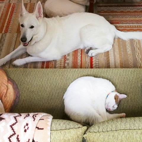 White
