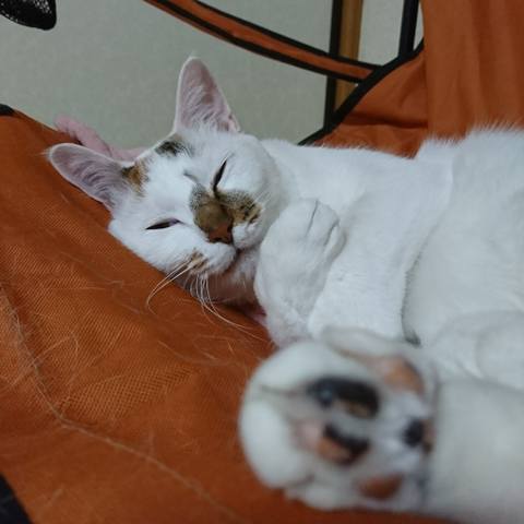 White