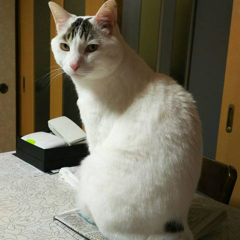 White