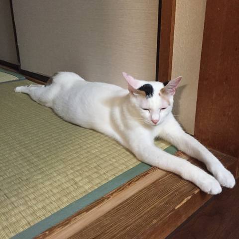 White