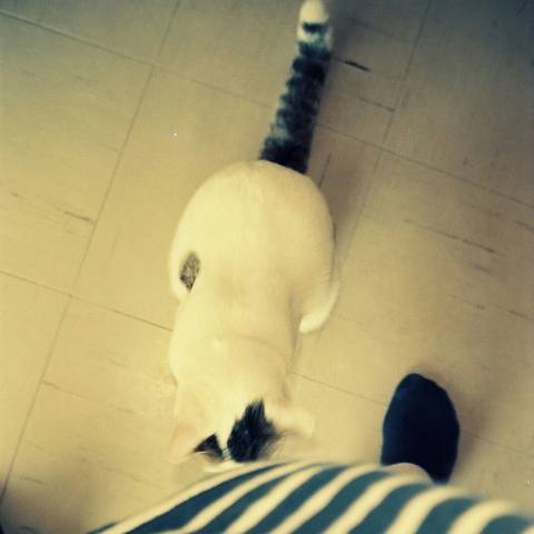 White