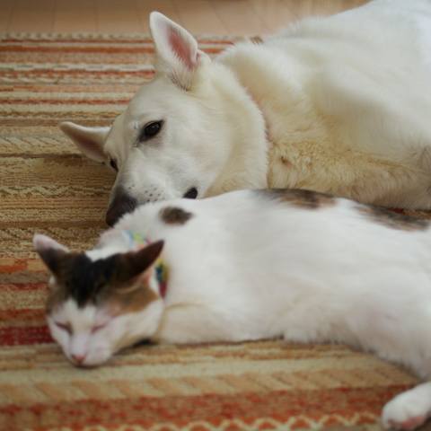 White