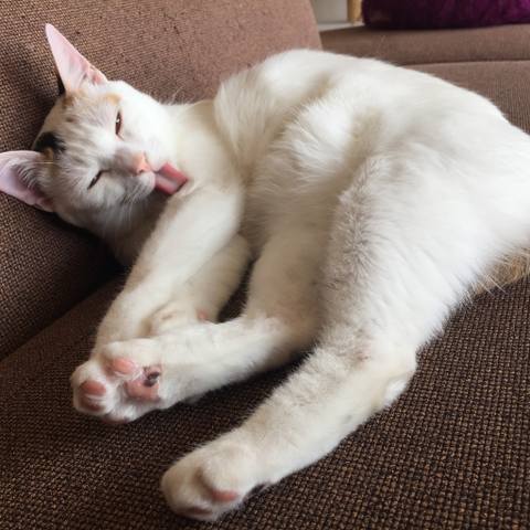 White