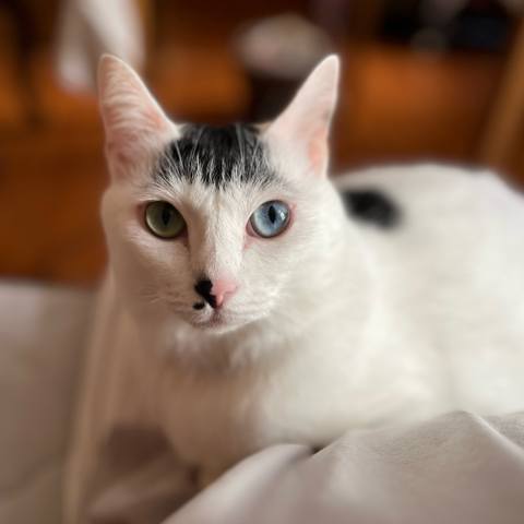 White