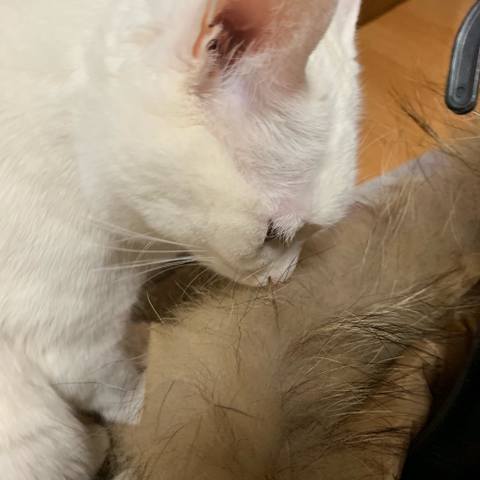 White
