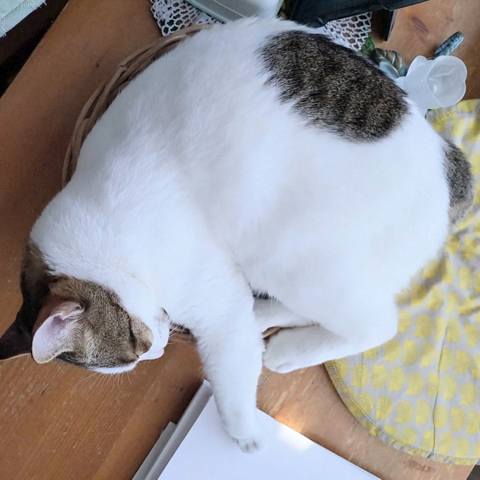White