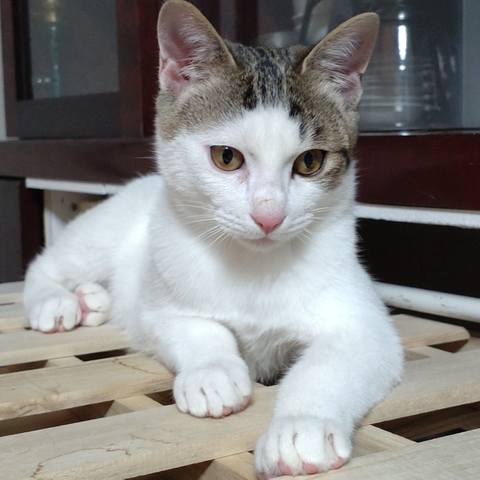 White