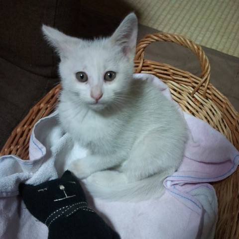 White