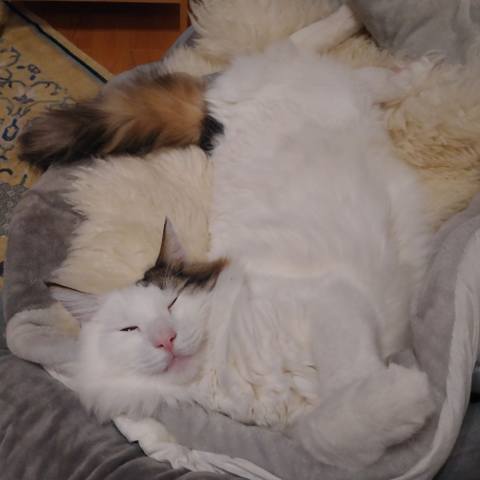 White