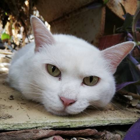 White