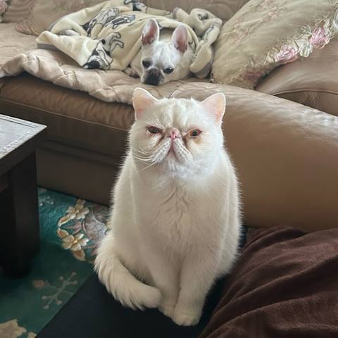White