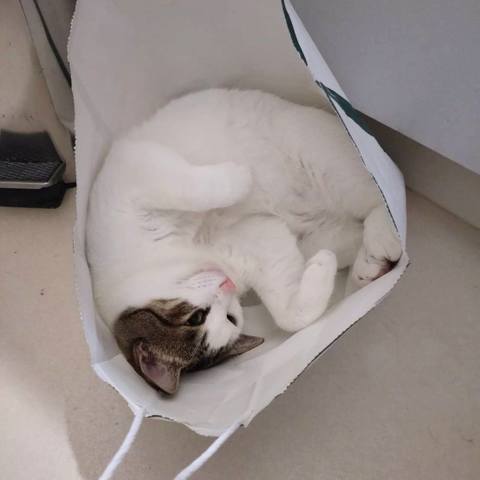 White