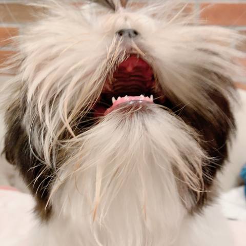 Dokonoko Anne あんぬ