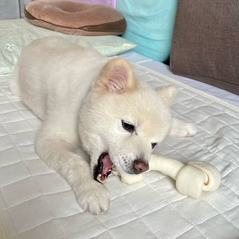 White