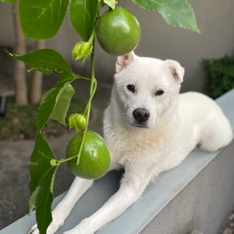 White