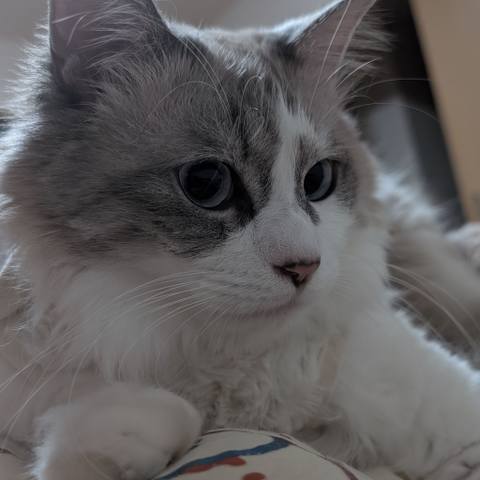 White