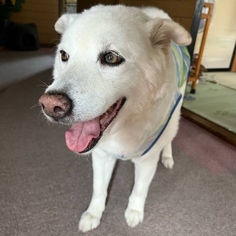 White
