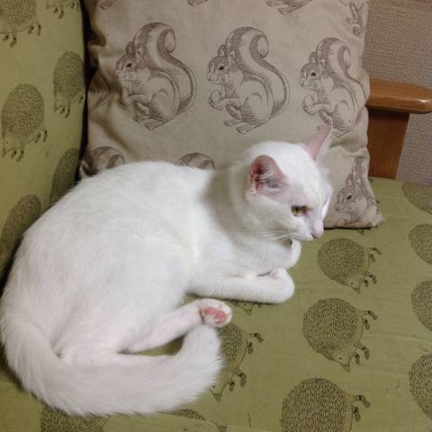 White