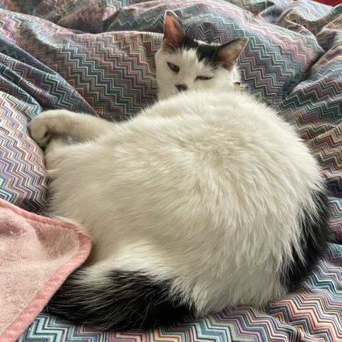 White