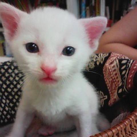 White