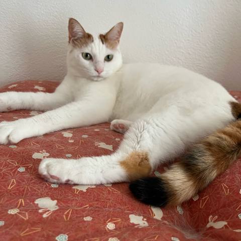 White