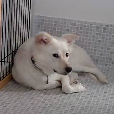 White