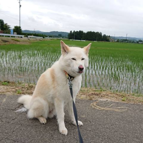 White