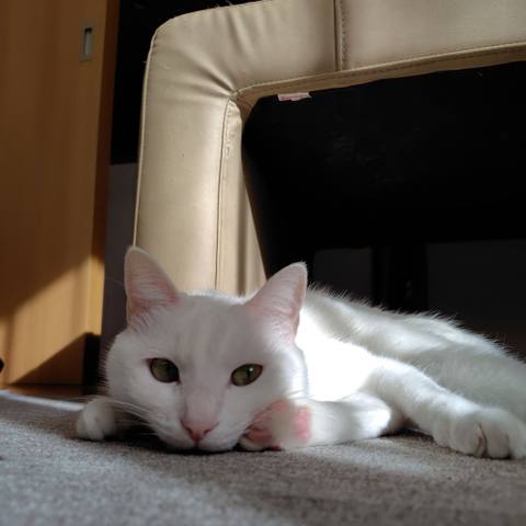 White