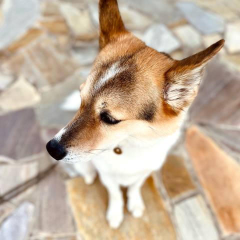 White