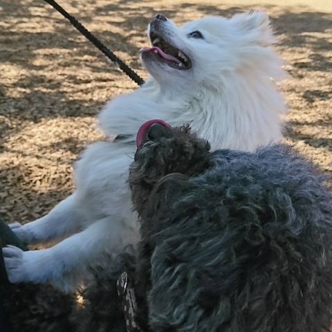 White