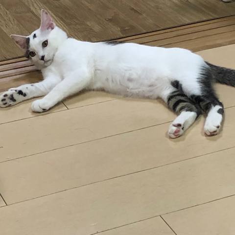 White