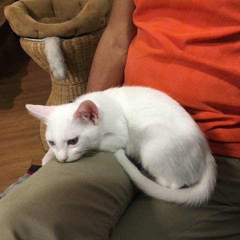 White