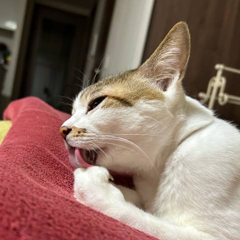 White
