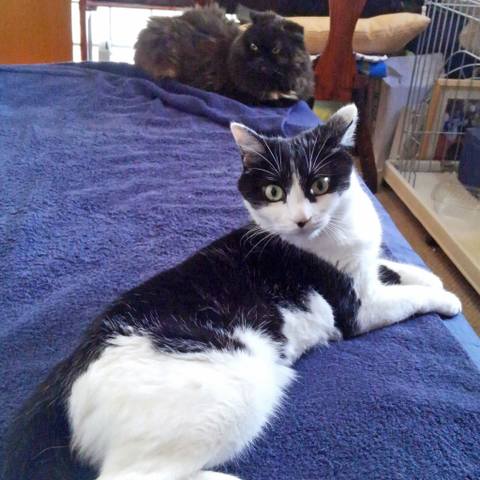 White