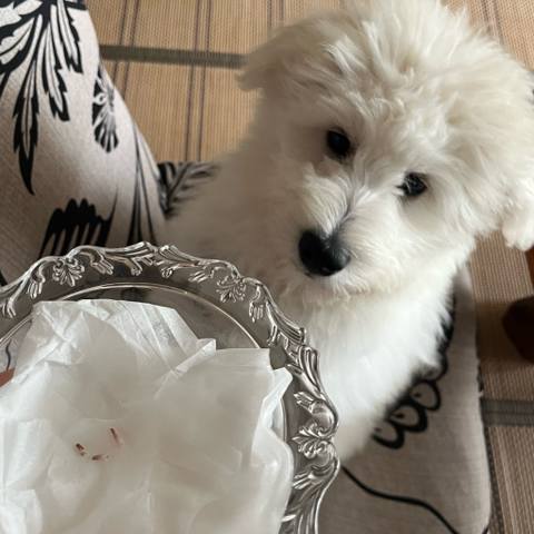 White