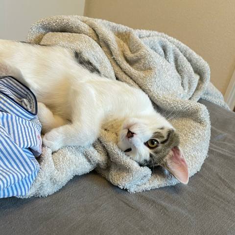 White