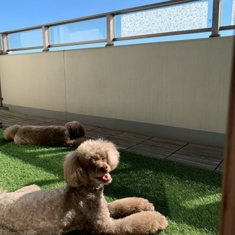 Dokonoko レーニンとプーチン