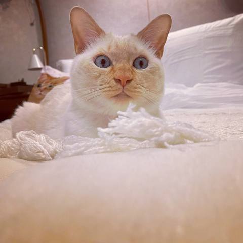 White