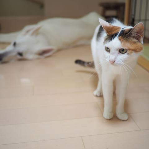White