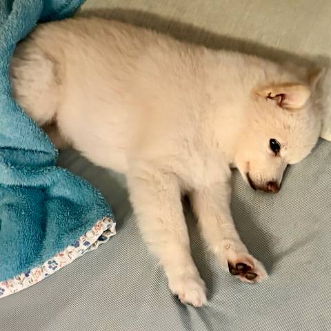 White