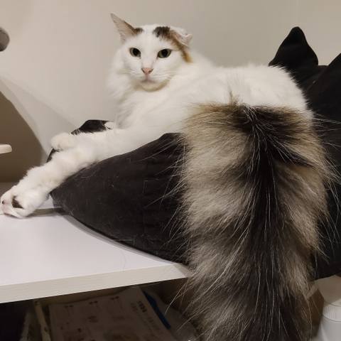 White