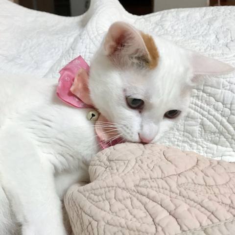 White