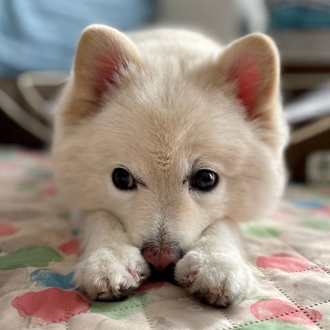 White