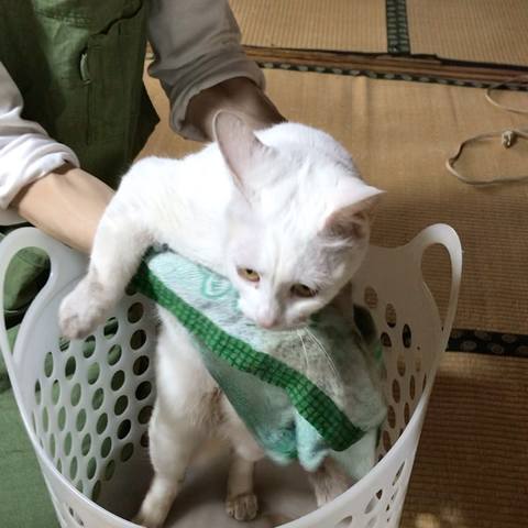 White