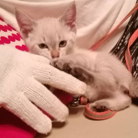 White