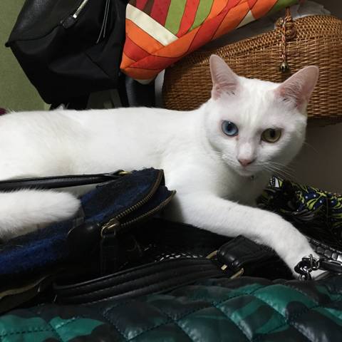 White